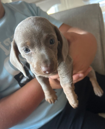 Mini Dashund puppy