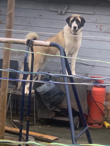 Turkish Kangal Turkish Malak