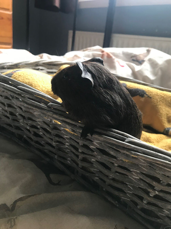 2 baby male guinea pigs