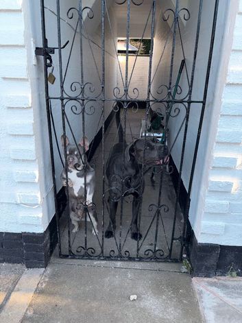 Full pedigree Blue & Tan KC Registered Female French Bulldog &ndash; 14 Months Old**