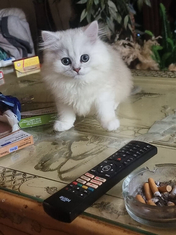 Persian chinchilla kittens