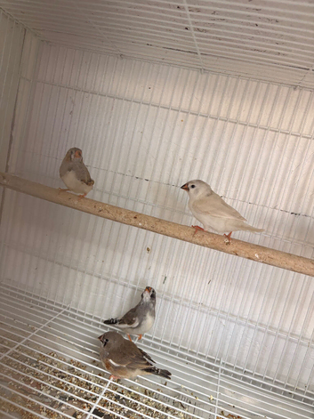 2 pairs of zebra finch