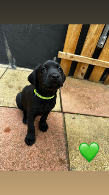 KC Registered Black Lab pups