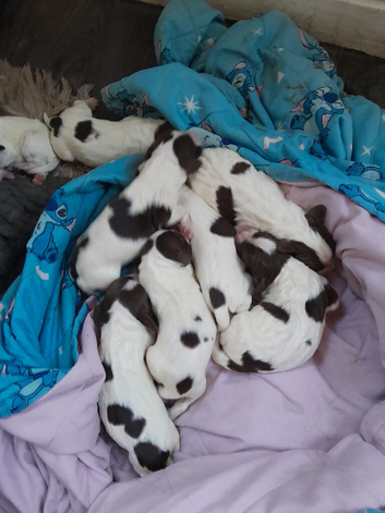 English springer spaniel puppy's