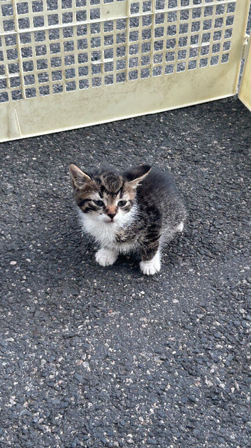 5 Beautiful 8-Week-Old Kittens