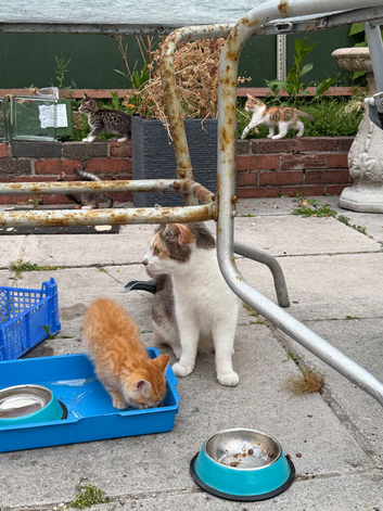 Tame kittens