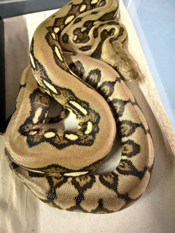 Reticulated python babies