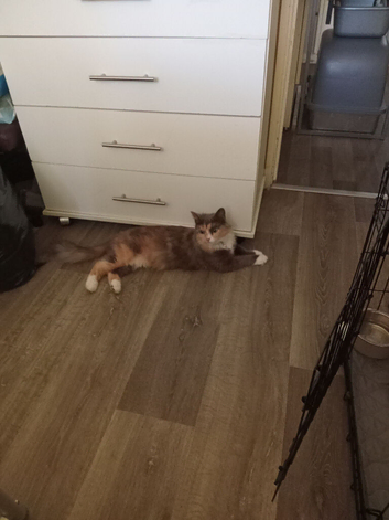 Cat for sale