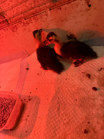 2 call ducklings