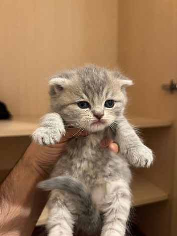 Scottish Fold & Straight Kittens
