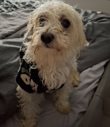 2 year old Maltese mix male dog