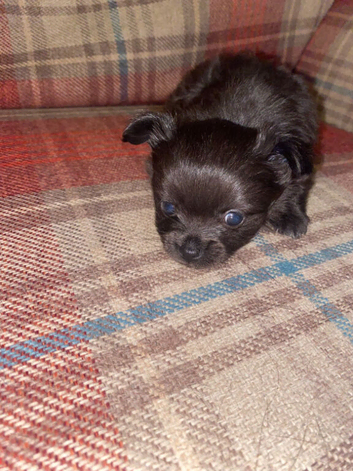 Adorable male long haired puppy looking for his forever home