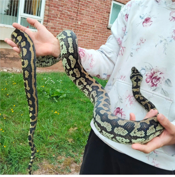 Female Carpet Python
