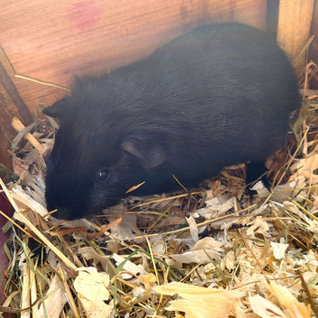 Guinea Pigs (Male)