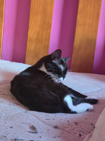 Paws