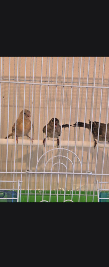3 red siskin x canary f1s so can breed