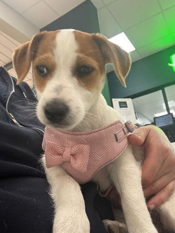 Jack russel girl