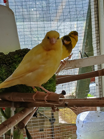 Canarys and finches