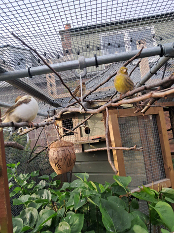 Baby Fife Canaries For Sale