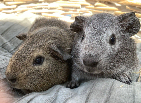 Pretty agouti baby boys