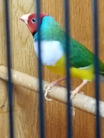 Red headed male gouldian finch