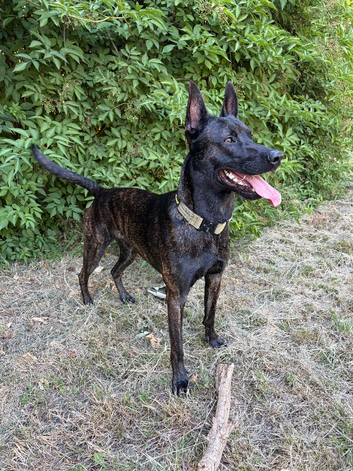 Dutch shepherd stud