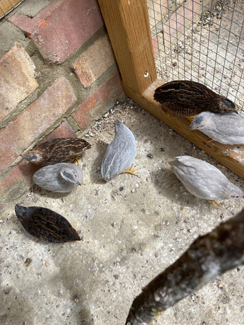 Young Chinese painted quail &pound;10 each
