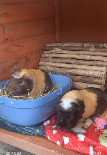 2 male and hutch and all accessories