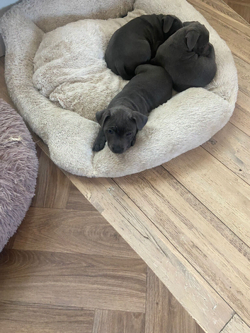 KC Registered Blue Staffordshire Bull Terrier Puppies