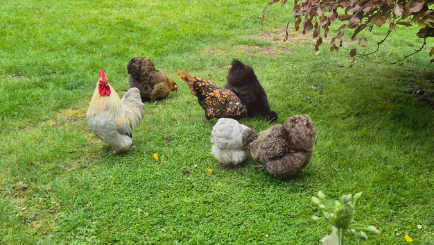 Mix of 6 bantam hatching eggs