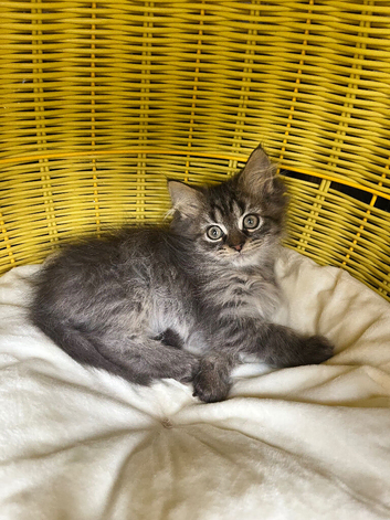 Persian kittens last boy