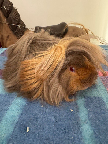 Peruvian boar red/lilac 4 mths old