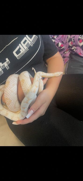Corn snake