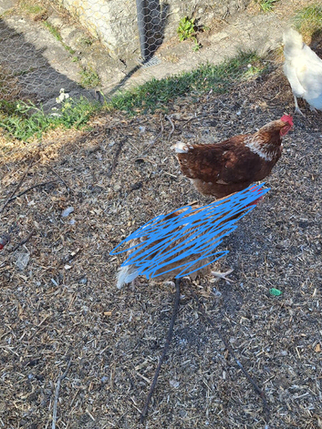 Layers hens