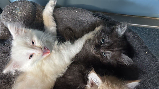 I have 2 kitten  black and a pour white