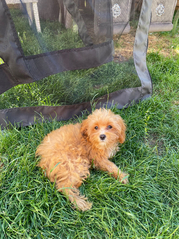 Asian Maltipoo male