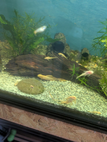Albino bn plecos