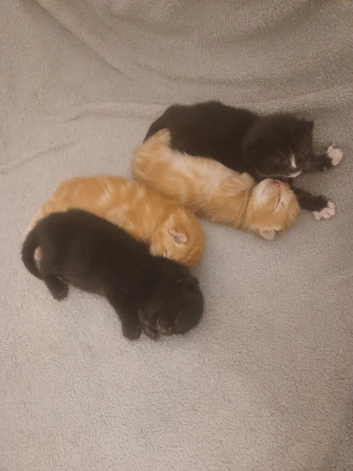 Kittens x 4