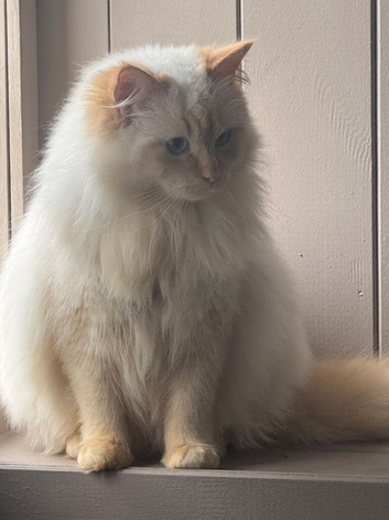 Ginge flame point ragdoll for stud only
