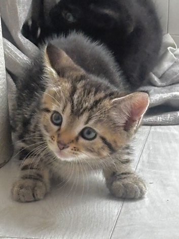 3 kittens