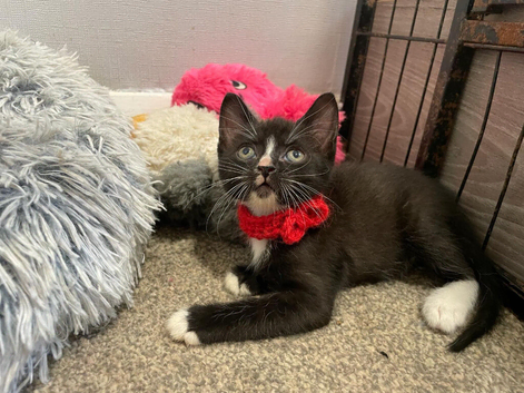 LAST female - Rare Fluffy Sphynx kitten - Ready now!