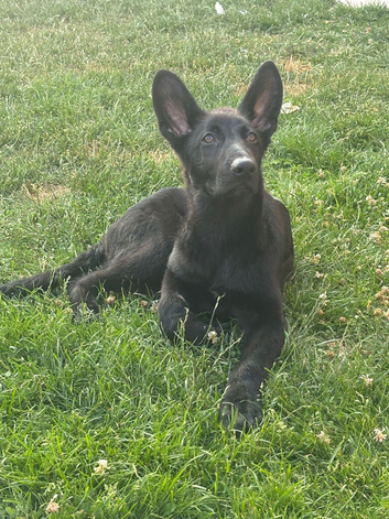 4 month old black German sheppard