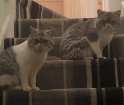 2 male cats father is exotic Persian son is doll face persian