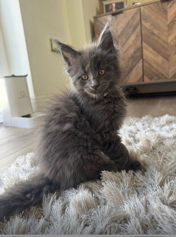 Maine Coon. Blue Smoke.
