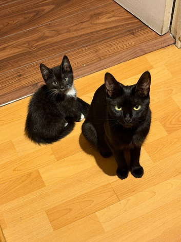 Three kittens for sale