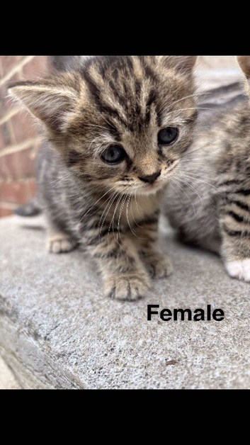4 beautiful kittens looking for their forever homes