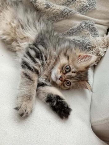Girl half Maine con half Persian