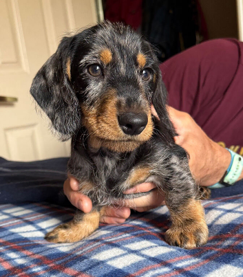Wirehaired Dachshund Tweenie