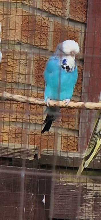 Baby budgies