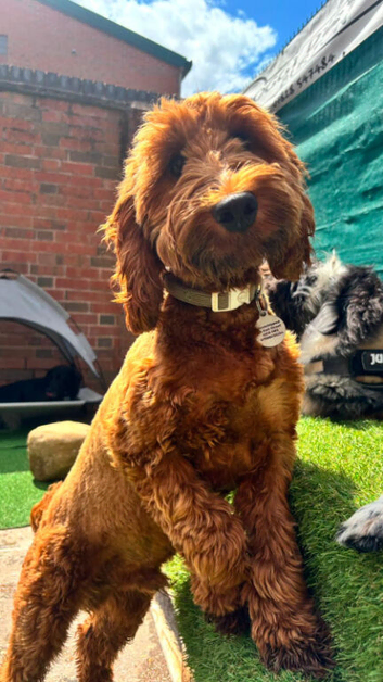 7 month old cavapoo boy